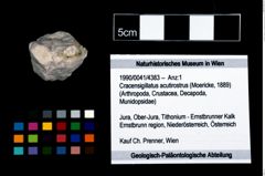 Foto (Objekt + Etikett) von Cracensigillatus acutirostrus (Moericke, 1889)  (NHMW-GEO-1990-0041-4383)